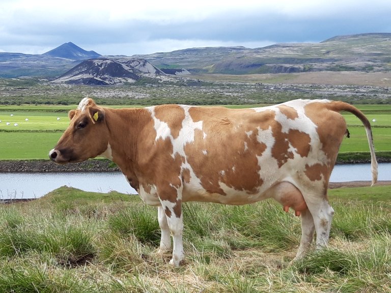 Rauðskjöldótta kýrin Krúna, í bakgrunni sést Vikrafell, Grábrók og Norðuráin. Mynd/Glitstaðir


