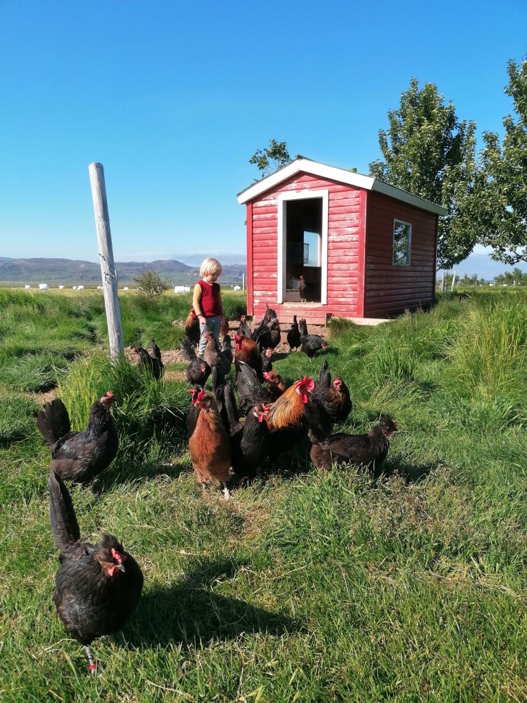 Mynd/Engihlíð