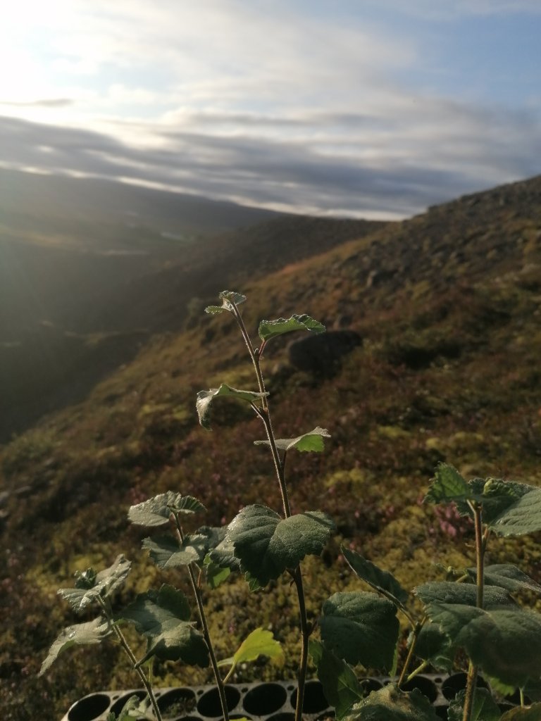 Mynd/Engihlíð
