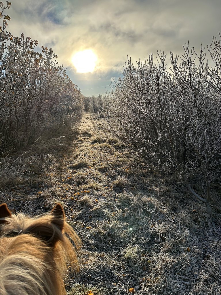 Skjólbelti og asparreitur að vetri til. Mynd/Bessastaðir