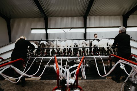 Geitamjaltir. Mynd/Brúnastaðir